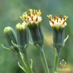 Senecio Chalk Sticks - Succulent 20 Senecio Chalk Sticks - Succulent -Foliage Flair Shop chalk sticks flowers side