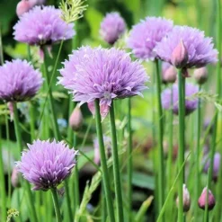 Chives - Seed