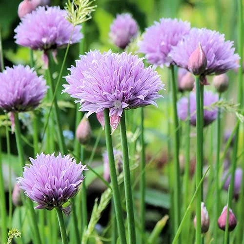 Chives - Seed 1 Chives - Seed