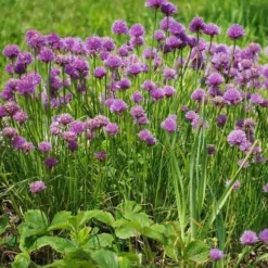 Chives - Seed 7 Chives - Seed -Foliage Flair Shop chives 1410611 960 720 2