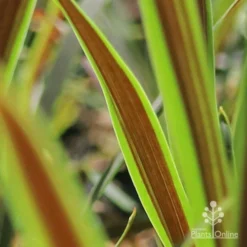 Cordyline Australis Choc Mint