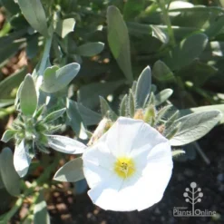 Convolvulus Cneorum - Silverbush 13 Convolvulus Cneorum - Silverbush -Foliage Flair Shop cneorum flower sun