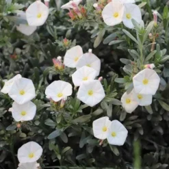 Convolvulus Cneorum - Silverbush 14 Convolvulus Cneorum - Silverbush -Foliage Flair Shop convolvulus cneorum silverbush
