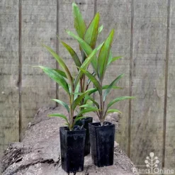 Cordyline Fruticosa Purple Prince -Foliage Flair Shop cordyline purple prince pots 1