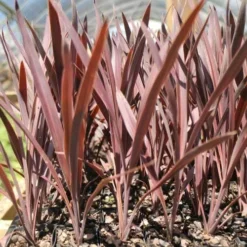 Cordyline Australis Red Sensation 11 Cordyline Australis Red Sensation -Foliage Flair Shop cordyline red sensation tube