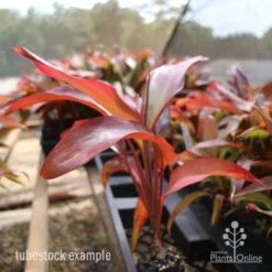 Cordyline Fruticosa Rubra -Foliage Flair Shop cordyline rubra tubestock