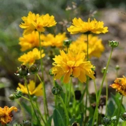 Coreopsis - Seed -Foliage Flair Shop coreopsis flowers