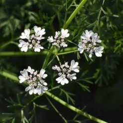 Coriander Lemon - Seed