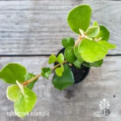 Correa Alba 6 Correa Alba -Foliage Flair Shop correa alba leaf 1