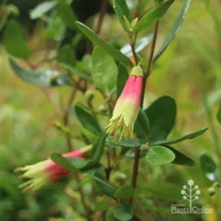 Correa Dinner Bells -Foliage Flair Shop correa dinner bells flowering