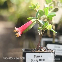 Correa Dusky Bells -Foliage Flair Shop correa dusky bells tubestock in flower