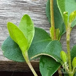Correa Nummulariifolia - Roundleaf Correa -Foliage Flair Shop correa nummularifolia closeup