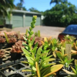 Crassula Campfire - Succulent -Foliage Flair Shop crassula campfire flowering 500