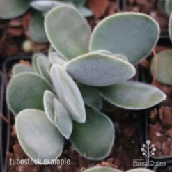 Crassula Dubia - Succulent -Foliage Flair Shop crassula dubia tube 1