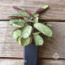 Foliage Flair Shop -Foliage Flair Shop ctenanthe amagris tubestock