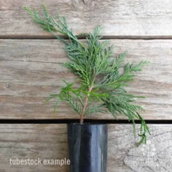 Cupressocyparis Naylors Blue - Leyland Cypress -Foliage Flair Shop cupressocyparis naylors blue 1 edited