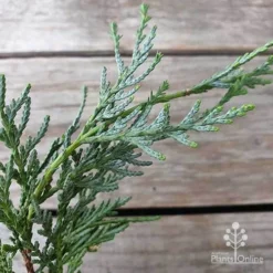 Cupressocyparis Naylors Blue - Leyland Cypress -Foliage Flair Shop cupressocyparis naylors blue leaf