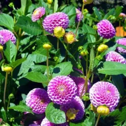 Dahlia Pompon Mix - Seed -Foliage Flair Shop dahlia pink pompom