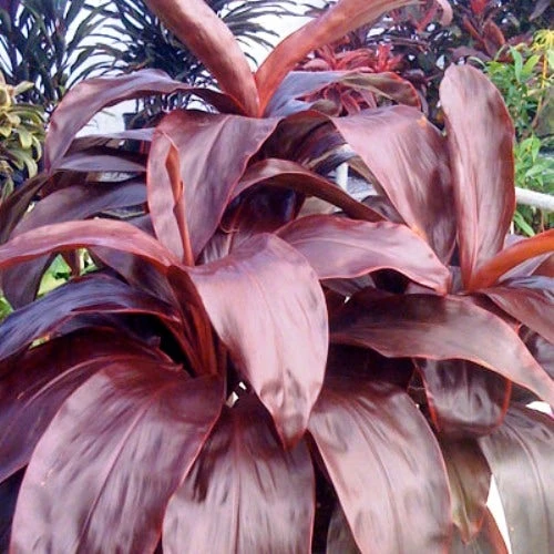 Cordyline Fruticosa Dr Brown 2 Cordyline Fruticosa Dr Brown - Image 2