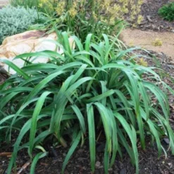 Dianella Cherry Red 13 Dianella Cherry Red -Foliage Flair Shop dianella cherry red 500