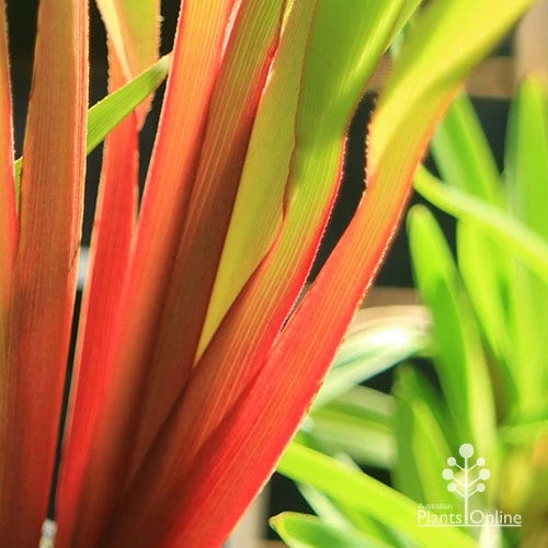 Dianella Cherry Red 1 Dianella Cherry Red