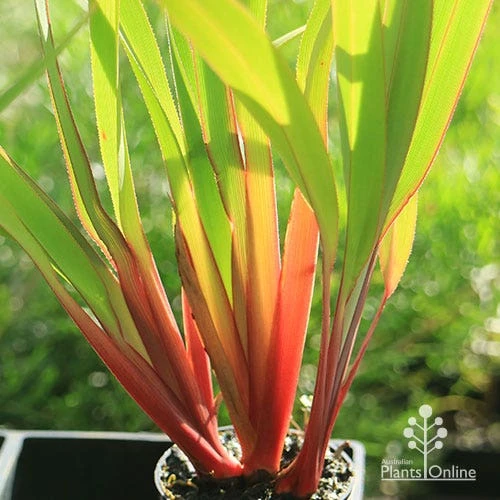 Dianella Cherry Red 2 Dianella Cherry Red - Image 2