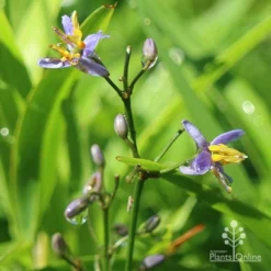 Dianella Little Jess -Foliage Flair Shop dianella little jess flower closeup