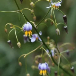 Dianella Cherry Red 16 Dianella Cherry Red -Foliage Flair Shop dianella tasmanica flowers