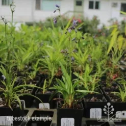 Dianella Little Jess -Foliage Flair Shop dianella little jess 1 1