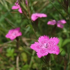 Dianthus - Maiden Pink - Seed -Foliage Flair Shop dianthus maiden 2