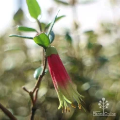 Correa Dinner Bells -Foliage Flair Shop dinner bells flower close