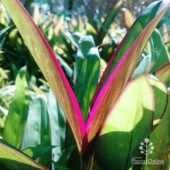 Cordyline Fruticosa Purple Prince -Foliage Flair Shop dsc 6544 2