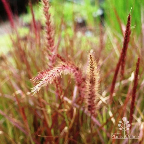 Pennisetum - Dwarf Purple Fountain Grass 2 Pennisetum - Dwarf Purple Fountain Grass - Image 2