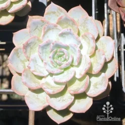 Echeveria Morning Beauty - Succulent -Foliage Flair Shop eceheveria morning beauty