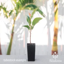 Elaeocarpus Prima Donna - Blueberry Ash -Foliage Flair Shop elaeocarpus prima donna tube