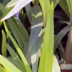 Dianella Cherry Red 19 Dianella Cherry Red -Foliage Flair Shop em fountain v cherry red img 6989