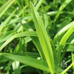 Dianella Emerald Fountain -Foliage Flair Shop emerald fountain leaf