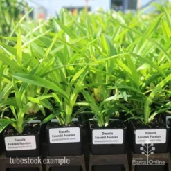 Dianella Emerald Fountain -Foliage Flair Shop emerald fountain tubestock standard