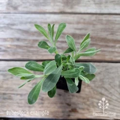 Eremophila Blue Horizon - Emu Bush -Foliage Flair Shop eremophila blue horizon 1