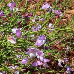 Eremophila Summertime Blue - Emu Bush -Foliage Flair Shop eremophila summertime blue flickr cultivar413 crop