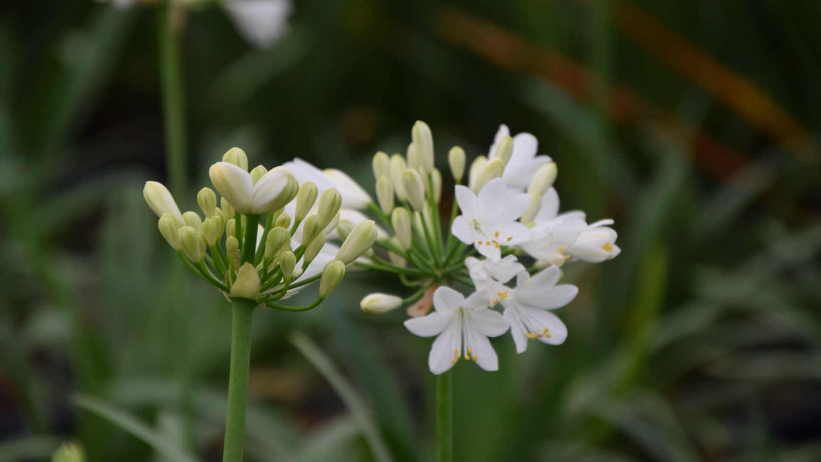 Foliage Flair Shop -Foliage Flair Shop ever white min