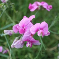 Sweet Pea Everlasting Mix - Seed -Foliage Flair Shop everlasting pea pink closeup