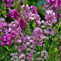 Sweet Pea Everlasting Mix - Seed -Foliage Flair Shop everlasting peas in sun