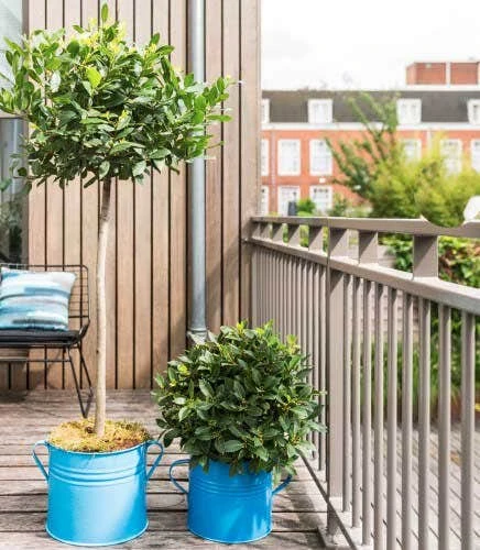 Laurus Nobilis - Bay Tree 2 Laurus Nobilis - Bay Tree - Image 2