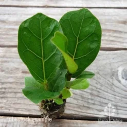 Ficus Lyrata Bambino - Fiddle Leaf Fig -Foliage Flair Shop ficus bambino 2