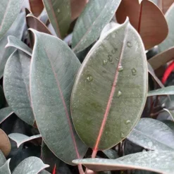 Ficus Elastica Burgundy - Rubber Plant -Foliage Flair Shop ficus burgundy leaves