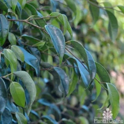 Ficus Benjamina Midnight Beauty - Weeping Fig -Foliage Flair Shop ficus midnight beauty foliage