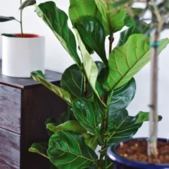 Ficus Lyrata - Fiddle Leaf Fig -Foliage Flair Shop ficus lyrata leaf 500 1