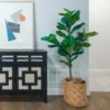 Ficus Lyrata - Fiddle Leaf Fig