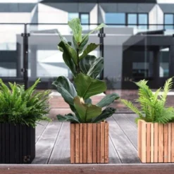 Ficus Lyrata - Fiddle Leaf Fig -Foliage Flair Shop ficus lyrata wooden planter 500 1